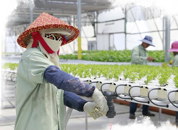 เวียดนาม: โครงการโรงเรือนเพาะปลูกแตงโมและผักใบ