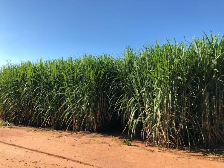 Sugarcane_SDI_Bevap_MG_Brazil 08