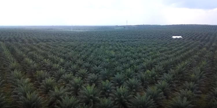 เพิ่มผลผลิตปาล์มน้ำมัน และลดต้นทุนการใช้น้ำ ปุ๋ย และแรงงาน ด้วยระบบน้ำหยด