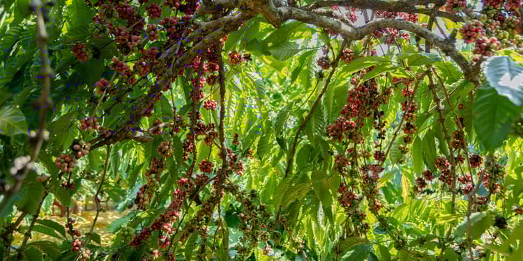 ยกระดับผลผลิตกาแฟของคุณด้วยระบบน้ำแบบแม่นยำ