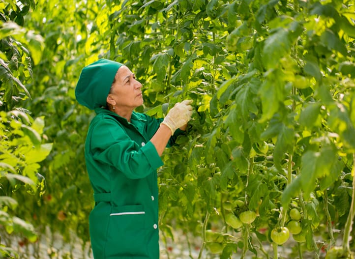 Azerbaijan, Tomatoes