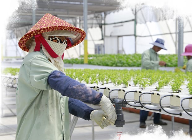 เวียดนาม: โครงการโรงเรือนเพาะปลูกแตงโมและผักใบ